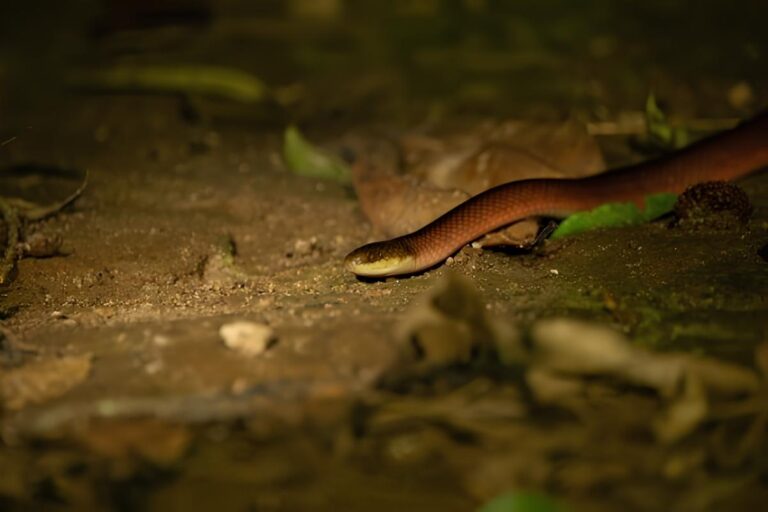 Melhoramentos identifica novas espécies de anfíbios e répteis; algumas já em risco de extinção