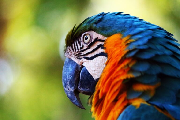 Brasil movimenta mais de R$10 bilhões por ano com o tráfico ilegal de animais silvestres