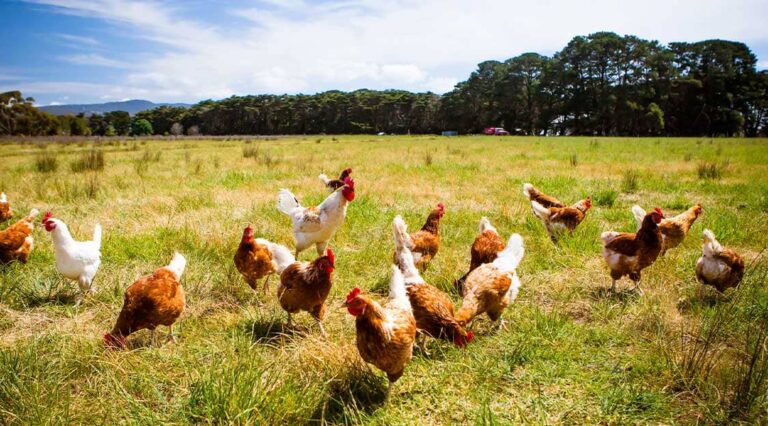 Campanha pede que empresas sejam transparentes sobre a criação de galinhas em confinamento