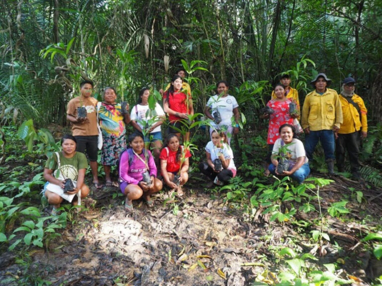 Mulheres indígenas e brigadistas voluntários mapeiam e reflorestam margens de igarapés no Maranhão