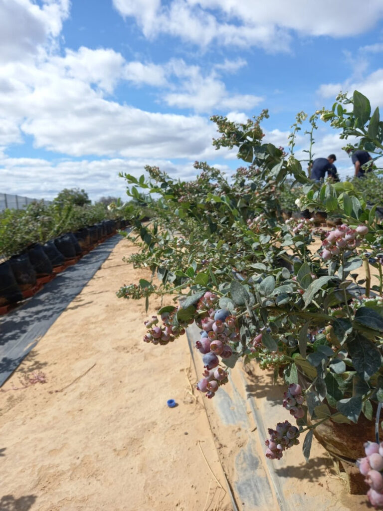 Irrigação localizada auxilia no cultivo do Blueberry no sertão nordestino