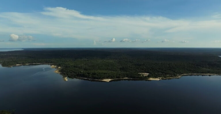 Dia de Proteção às Florestas: conheça ações de preservação de instituições da Amazônia Legal