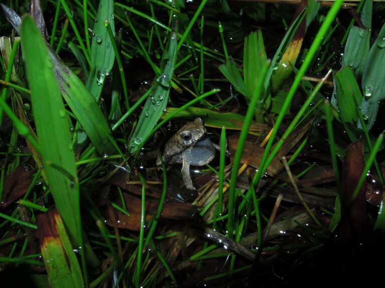 Pesquisadores do RS se mobilizam para conservação de espécie rara e endêmica da região