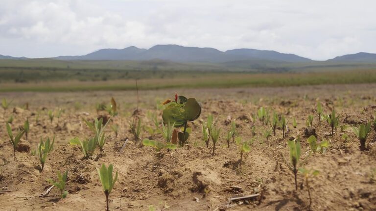 IFC assina contrato de US$ 50 milhões com BTG pactual para reflorestamento na América Latina