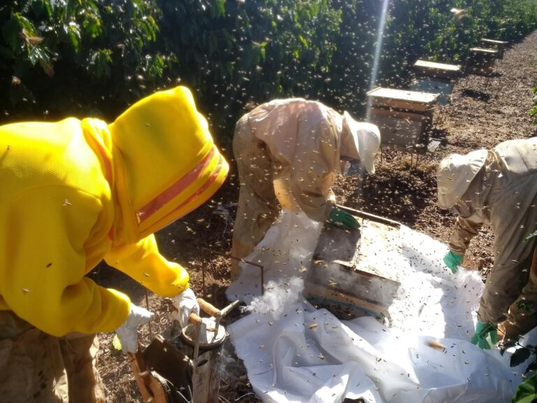 Dados científicos e café: como a inteligência artificial está ajudando produtores agrícolas do Brasil