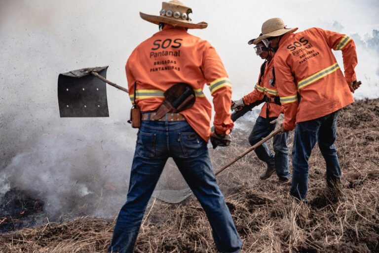 Pantanal vivo: a importância das brigadas locais para a defesa do bioma