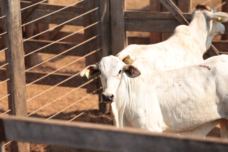 Primeiro boi com rastreio socioambiental inaugura nova era para a pecuária brasileira
