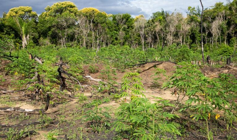 Retomada do Planaveg é boa notícia para clima e biodiversidade, avalia WRI Brasil