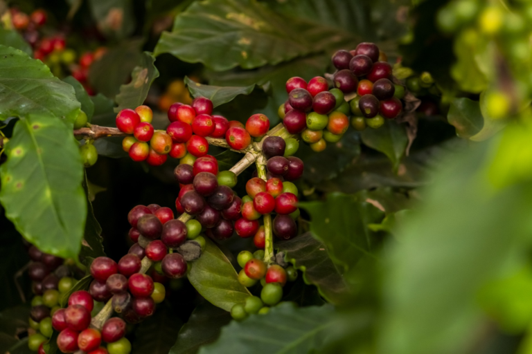 Nespresso anuncia Pacote Agronômico para impulsionar práticas regenerativas no Brasil  