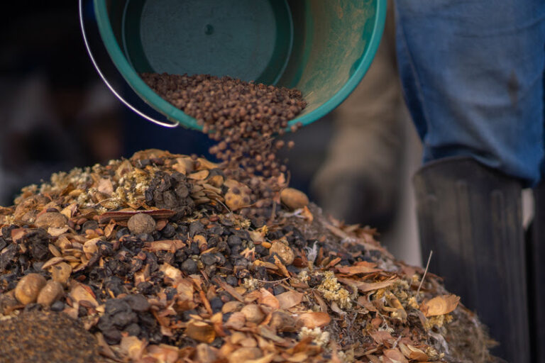 Comunidades garantem sementes para a recuperação do Cerrado
