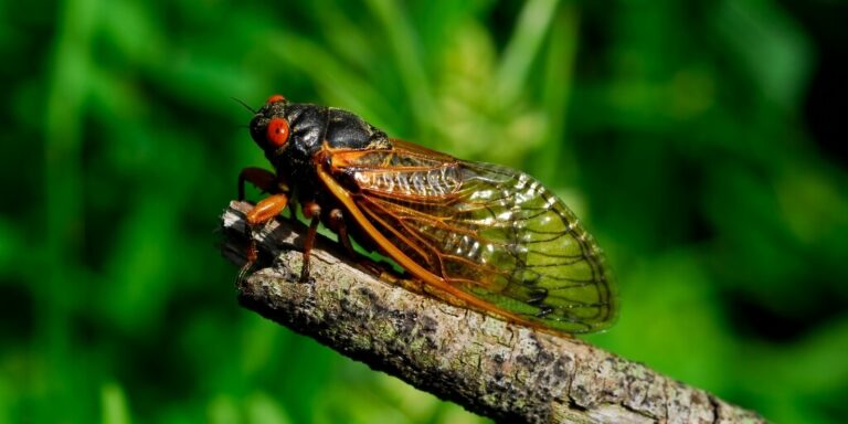 Canto das cigarras: entenda a relação do som emitido pelo inseto e o início do período chuvoso