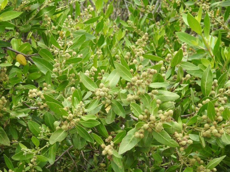 Manguezais no mundo, no Brasil, no Estado do Rio de Janeiro