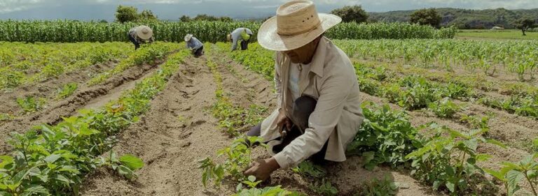 Clima, crise e abastecimento: as lições para a agricultura brasileira em 2025