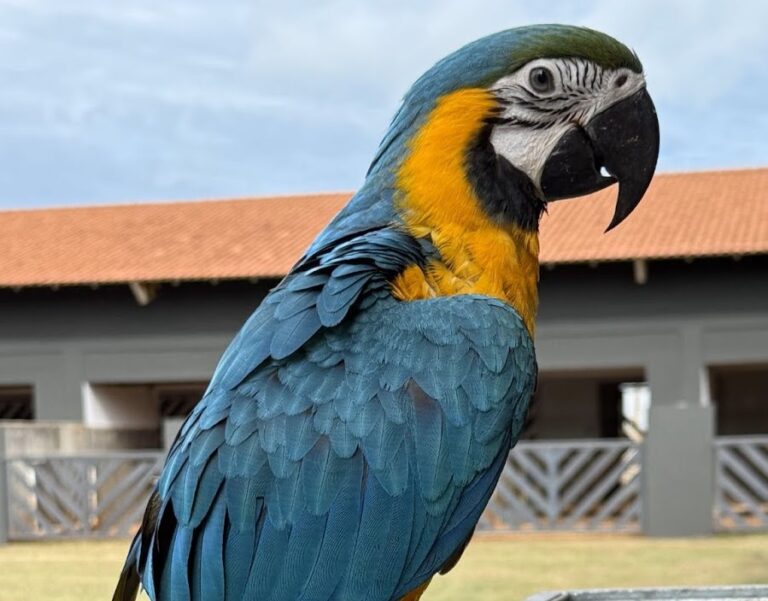 Universidade Brasil realiza soltura de aves silvestres em Fernandópolis (SP)