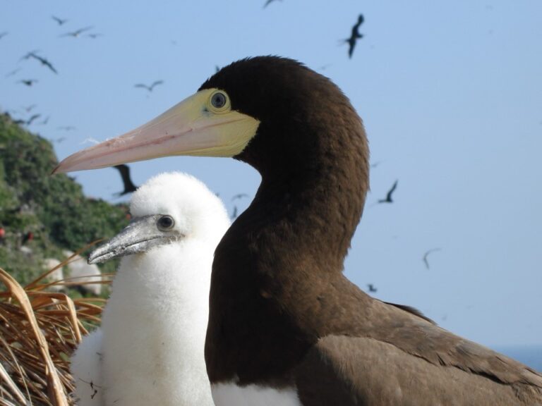 Monumento Natural das Ilhas Cagarras celebrou 15 anos de existência com programação gratuita em Copacabana