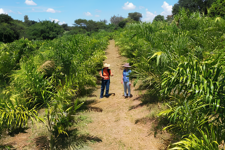 Irmãos de Pires de Cima, bairro rural de tradição alemã, em Limeira, produzem palmito pupunha com sustentabilidade