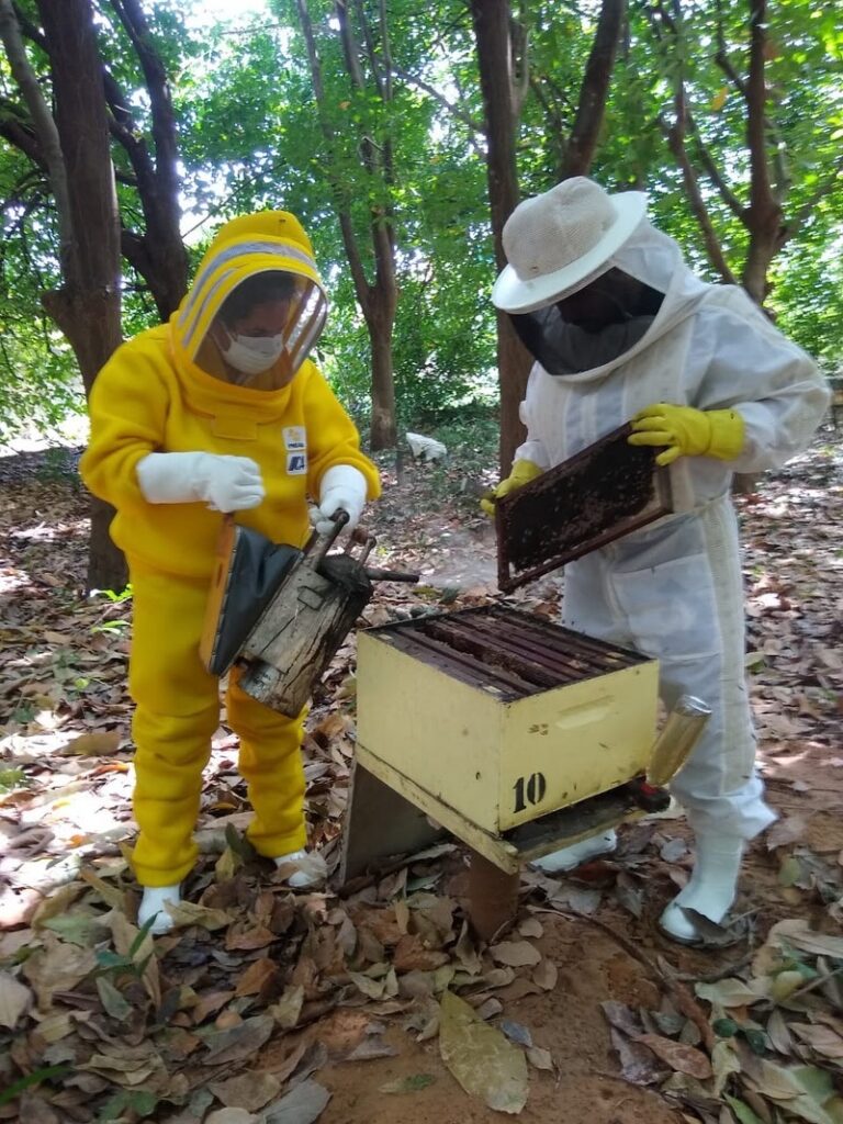  No Dia Mundial das Abelhas, Anffa Sindical recomenda cuidados na compra do mel e destaca proteção da saúde das polinizadoras