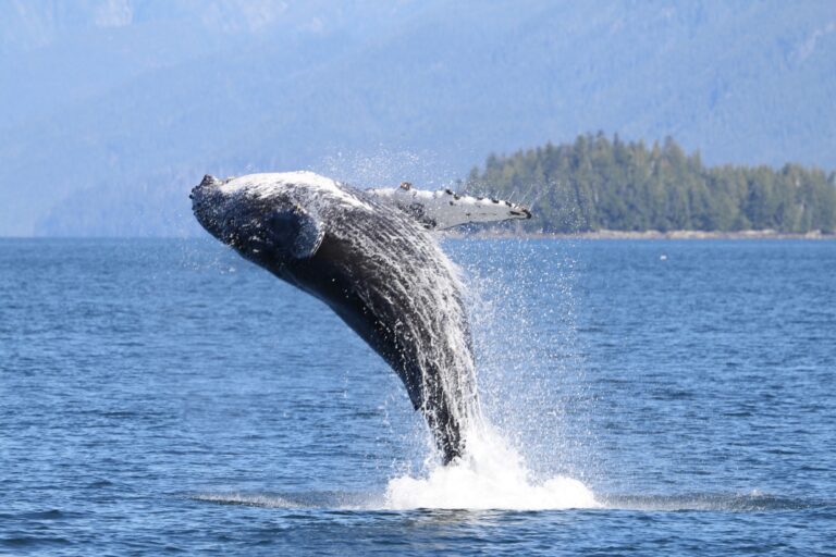  UNOC3: governos não podem perder oportunidade de frear o colapso dos oceanos