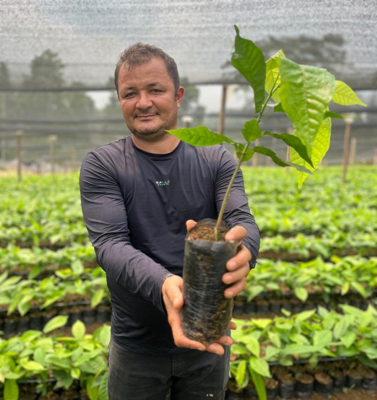 Sebrae no Pará impulsiona sustentabilidade e inovação na produção de cacau na Amazônia