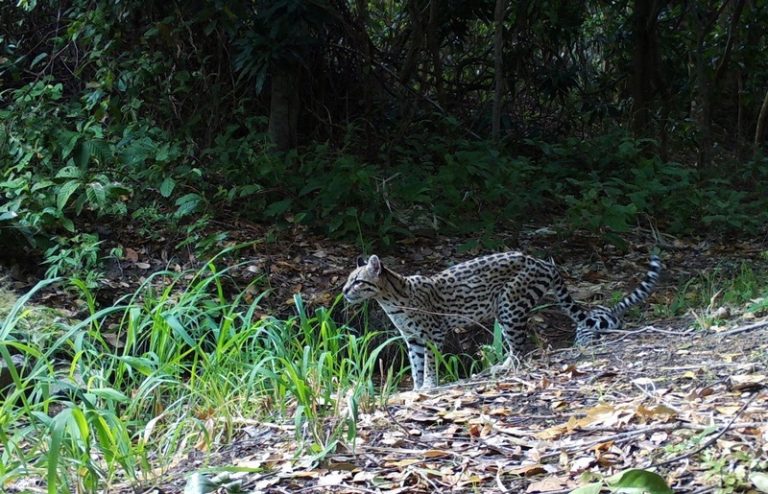 Como as mudanças climáticas afetam a Caatinga