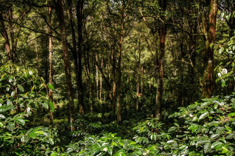 Sistemas agrícolas com solos microbiologicamente equilibrados sequestram mais carbono, apontam especialistas