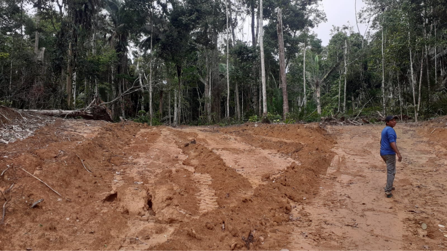 Área na Terra Indígena Karipuna devastada mais de 3 mil árvores derrubadas em 3 anos Foto Felipe Corona Taz