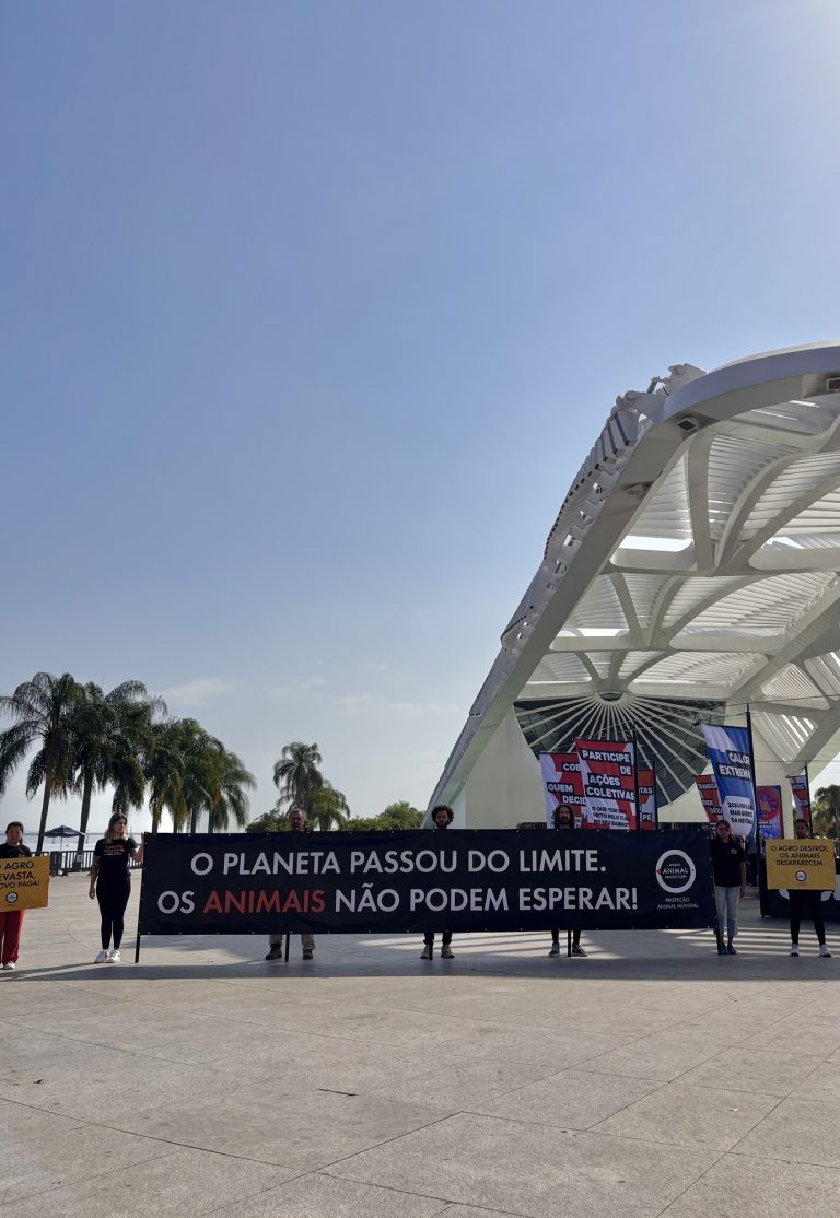 Rio Climate Action Week: semanas do clima se multiplicam com esvaziamento de Nova York 