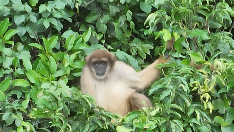 Maior primata das Américas: Inea registra, pela primeira vez, muriqui-do-sul do Cunhambebe
