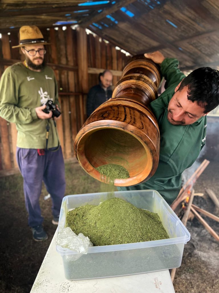 Aldeia Mbyá Guarani realiza primeiro Carijo tradicional e celebra colheita e preparo de erva-mate em Porto Alegre