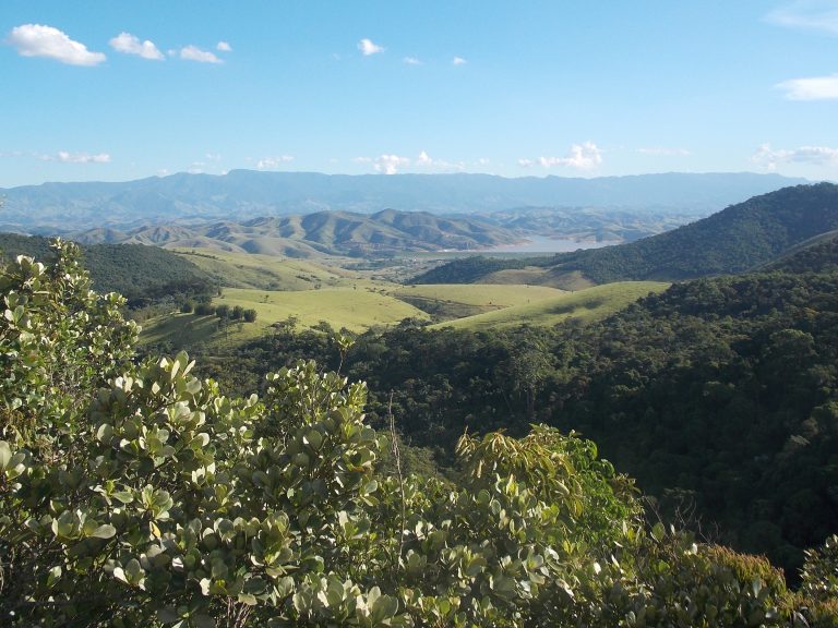Regeneração da Mata Atlântica avança, mas perda de florestas maduras persiste 