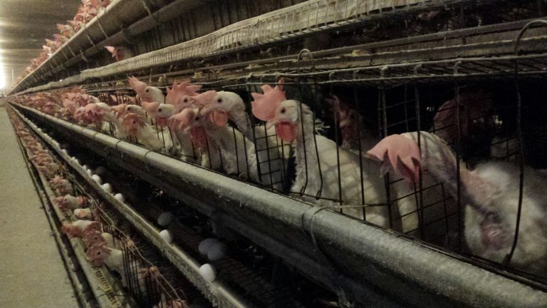 Novo guia brasileiro livre de gaiolas e celas apoia setor de alimentos e hotelaria no cumprimento de metas de bem-estar animal 