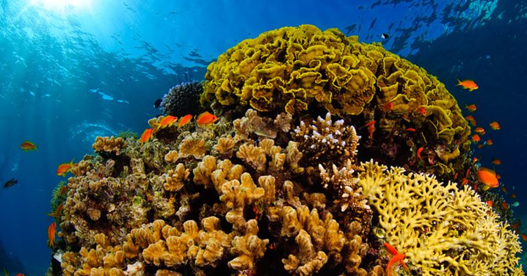 460 milhões de anos de história revelam resiliência em corais de águas profundas