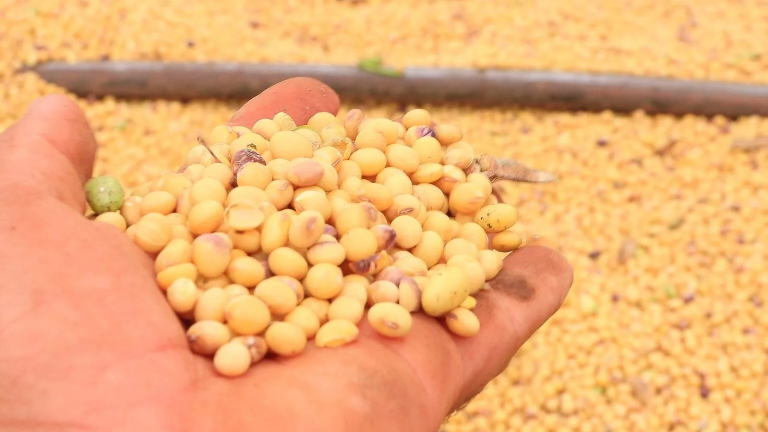 Uso de herbicidas na produção de soja cresce mais de 2.200% em 30 anos, aponta estudo