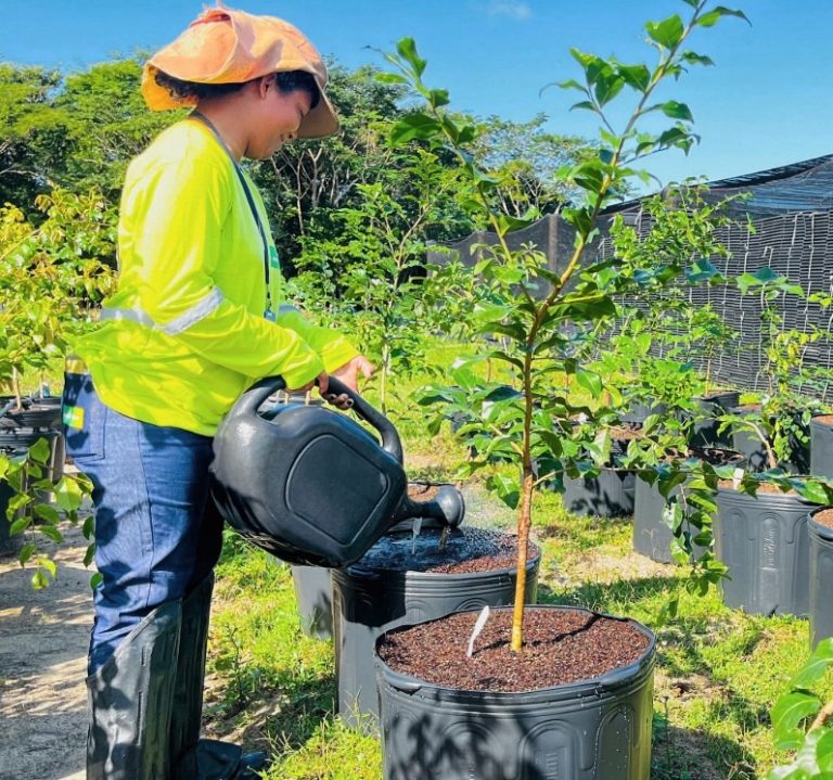 Bioeconomia no Sul da Bahia é fortalecida com consórcio de cacau e nativas