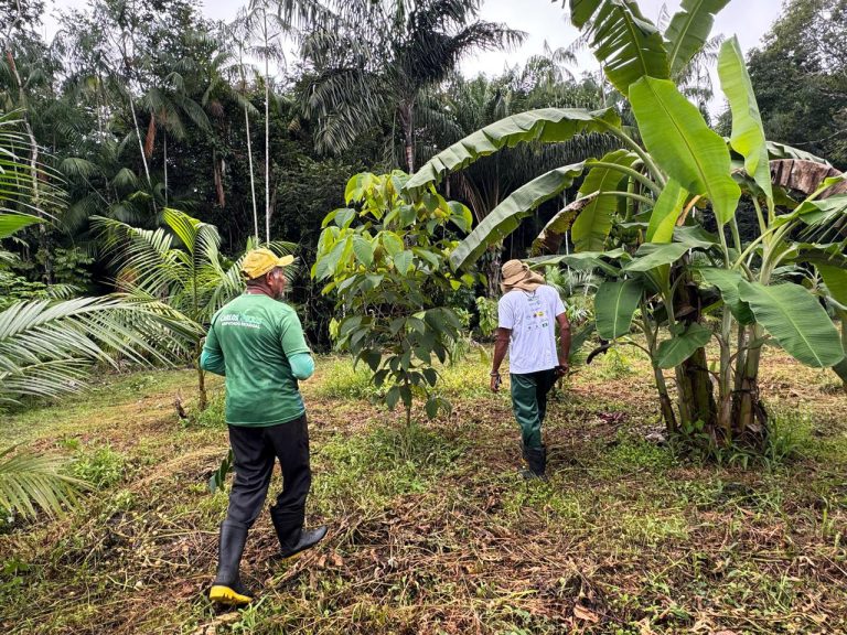 Iniciativa mostra que restauração produtiva com apoio na Amazônia pode gerar retorno médio de 281%