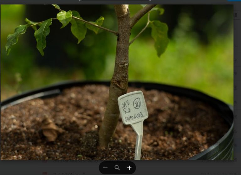 Iniciativa de seleção genética produz áreas florestais com maior resiliência climática no Sul da Bahia