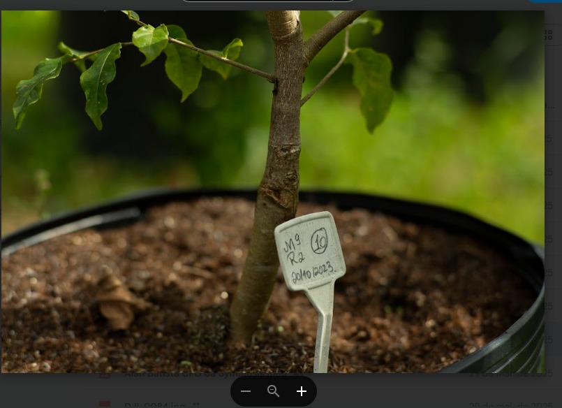 Mudas enxertadas de material genético selecionado