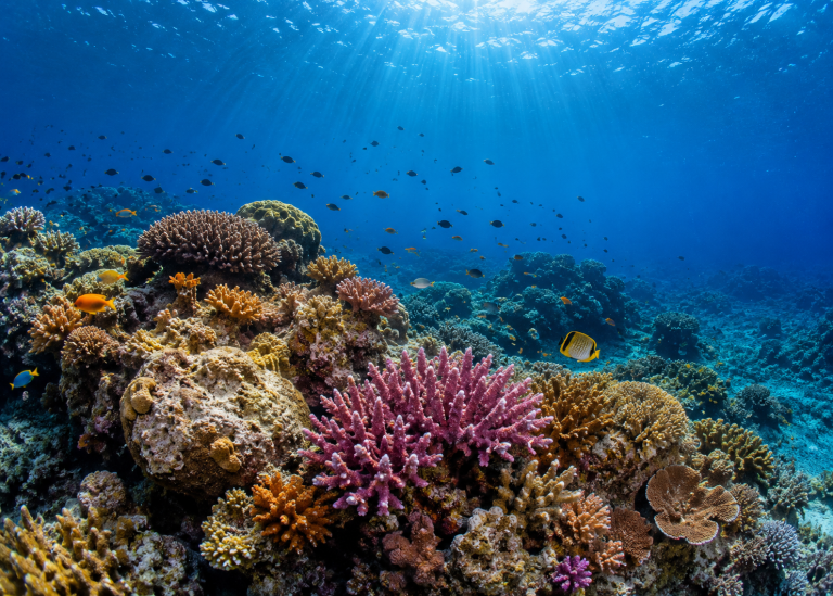 Degradação dos oceanos avança mais rápido que capacidade do mundo de reagir, alerta relatório