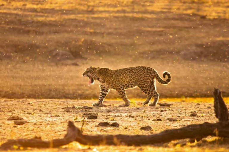 Jaguar Rivers: coalizão de quatro países lança o maior corredor ecológico da América Latina