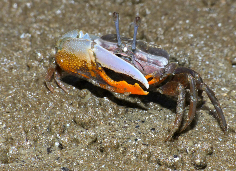 Manguezais no estuário do rio das Pérolas