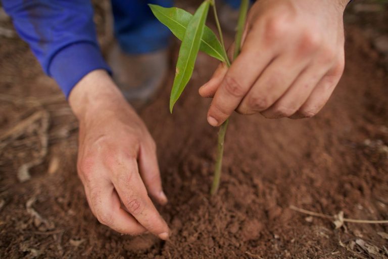 União pela Restauração apresenta o Restaura Biomas na SOBRE 2026 e marca nova etapa para a recuperação da vegetação nativa no Brasil
