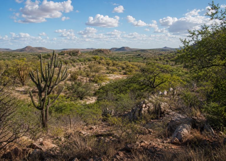 A Caatinga precisa entrar no mapa do financiamento climático
